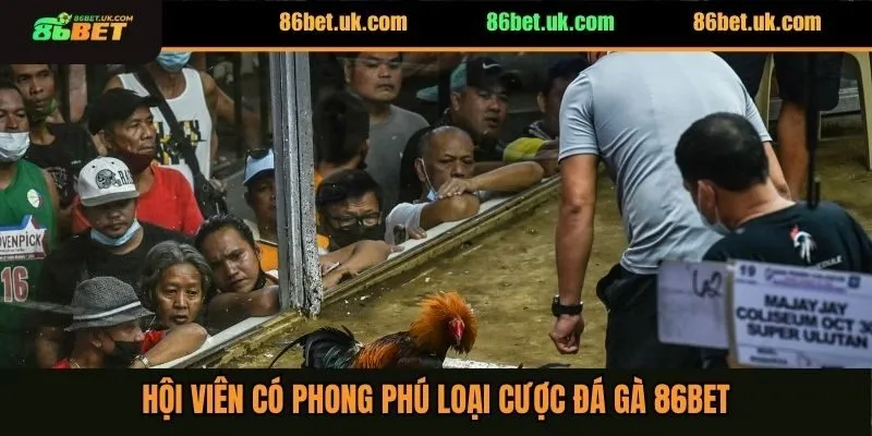 Hội viên có phong phú loại cược đá gà 86BET