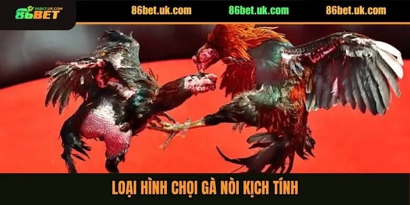 Loại hình chọi gà nòi kịch tính